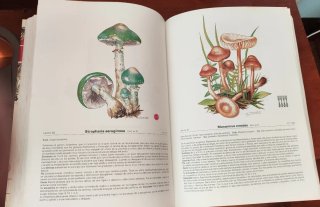 MIL SETAS IBERICAS (DIPUTACION FORAL VIZCAYA).