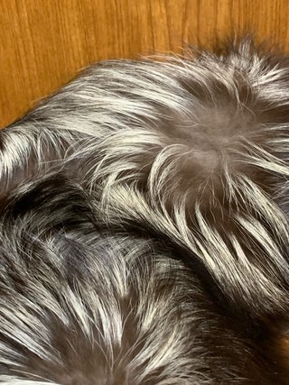 Cuello abrigo o Capa de pelo para Fiesta o bodas