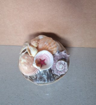 Set di conchiglie marine decorative