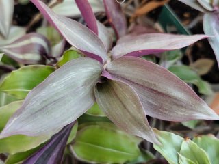 Esqueje Tradescantia zebrina Purpusii