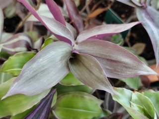 Esqueje Tradescantia zebrina Purpusii
