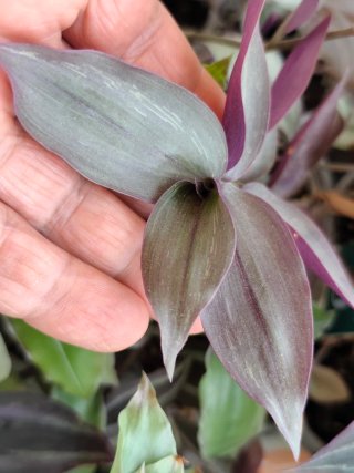 Esqueje Tradescantia zebrina Purpusii