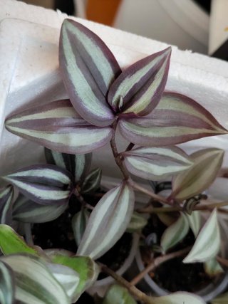 Esqueje Tradescantia zebrina Silver Plus