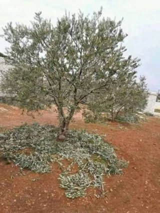 Poda de olivos