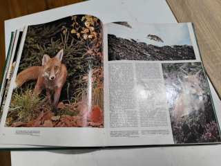 Libro el mundo de los animales larousse