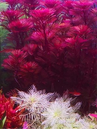 Cabomba furcata purpur