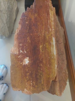 Tronco Madeira Fóssil