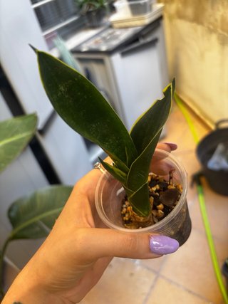 Sansevieria Black Diamond