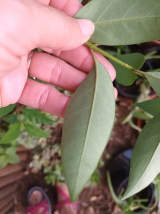 Planta Laurel Portugués