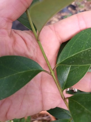 Planta Laurel Portugués