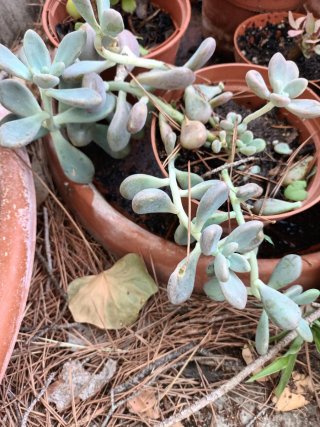 Planta suculenta