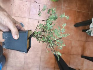 Potentilla para kusamono o bonsai