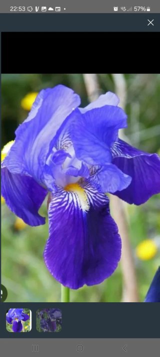 Bulbo di Iris Blu