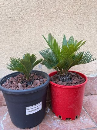 Palmeras Cycas Revoluta
