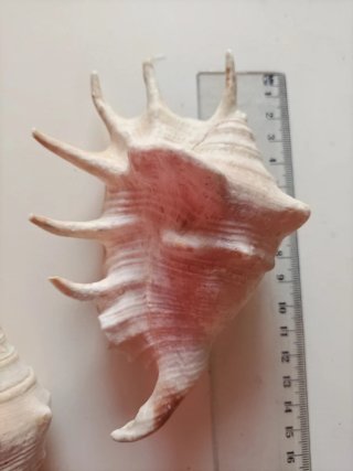 Conchiglie marine decorative tre