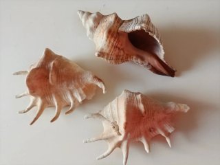 Conchiglie marine decorative tre