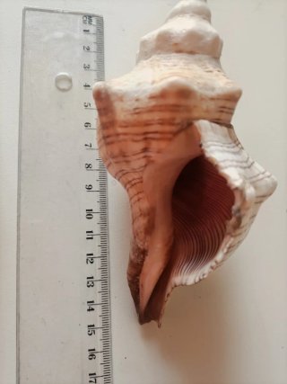 Conchiglie marine decorative tre