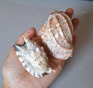 Conchiglie marine naturali 2 unità