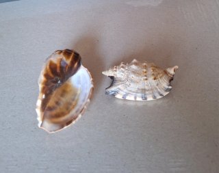Conchiglie marine naturali 2 unità
