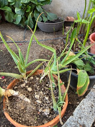 Aloe en maceta de barro