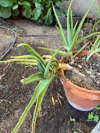 Aloe en maceta de barro