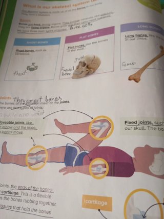 NATURAL SCIENCE MADRID 5 PRIMARY STUDENT'S BOOK...