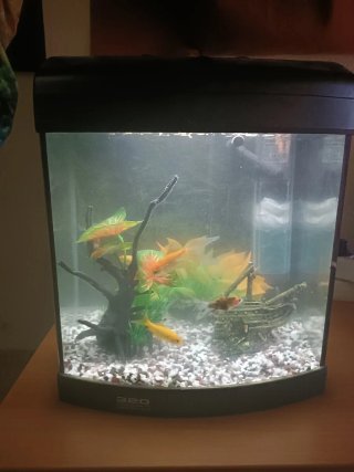 Acuario 20L sin peces ni decoración con luz