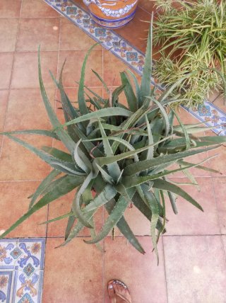 Maceta grande Aloe Vera