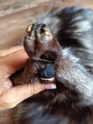 Collo di volpe nero e argento