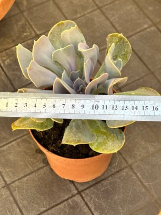 Echeveria Valkyrie Trumpet Planta Suculenta