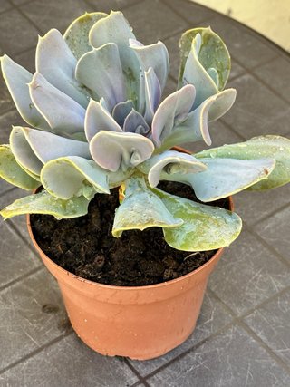 Echeveria Valkyrie Trumpet Planta Suculenta