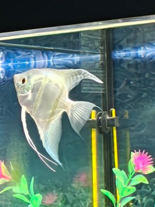 Acuario completo con mueble y todos sus accesorios