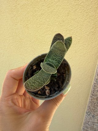 Planta suculenta Gasteria