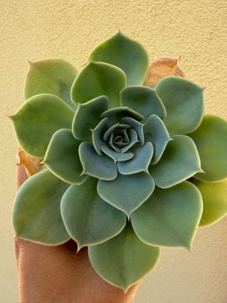 Planta suculenta Echeveria