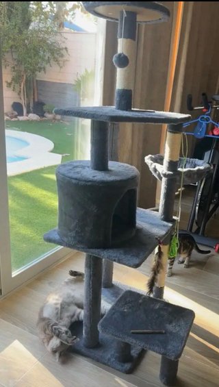 Rascador para gatos 145 cm