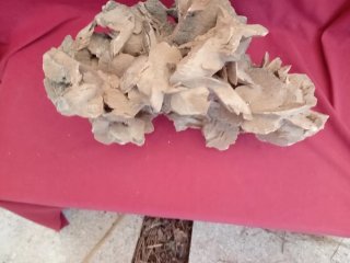 Rosa del desierto 3.5 kg