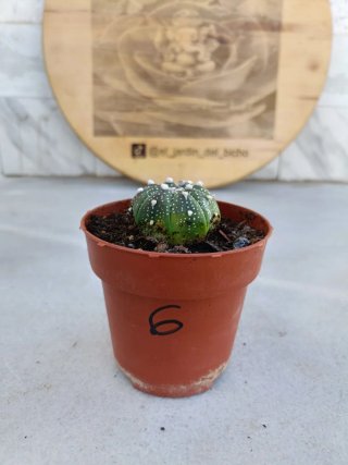 Astrophytum asterias #6