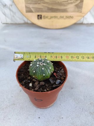 Astrophytum asterias #6