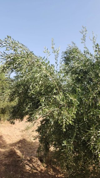 Buenas soy jardinero y bodador de naranjos y olivo