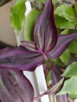 Esqueje Tradescantia zebrina Burgundy/Borgoña