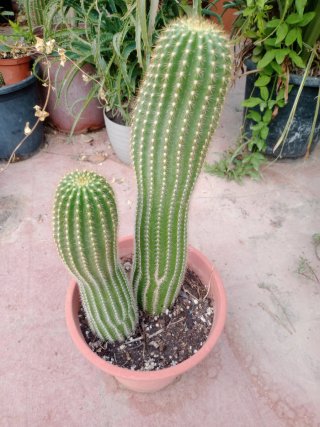 Planta Cactus en Maceta