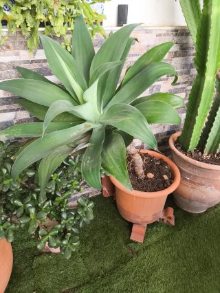 Planta Agave. Sin maceta