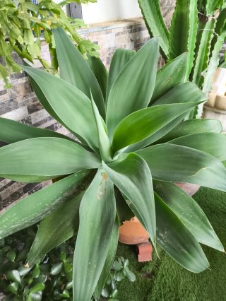 Planta Agave. Sin maceta