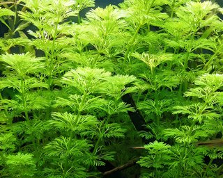 6 Piante da Acquario Limnophila Sessiliflora