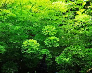 6 Piante da Acquario Limnophila Sessiliflora