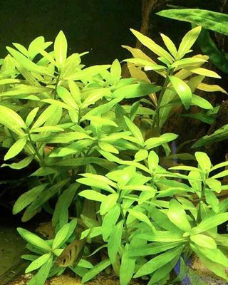 3 Piante Acquario Hygrophila Polysperma