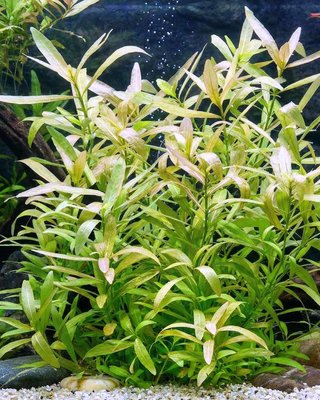 3 Piante Acquario Hygrophila Polysperma