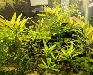 3 Piante Acquario Hygrophila Polysperma