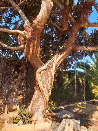 Ficus grande