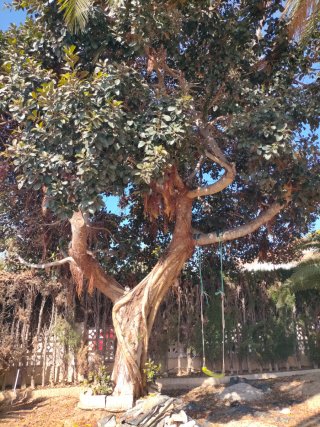 Ficus grande